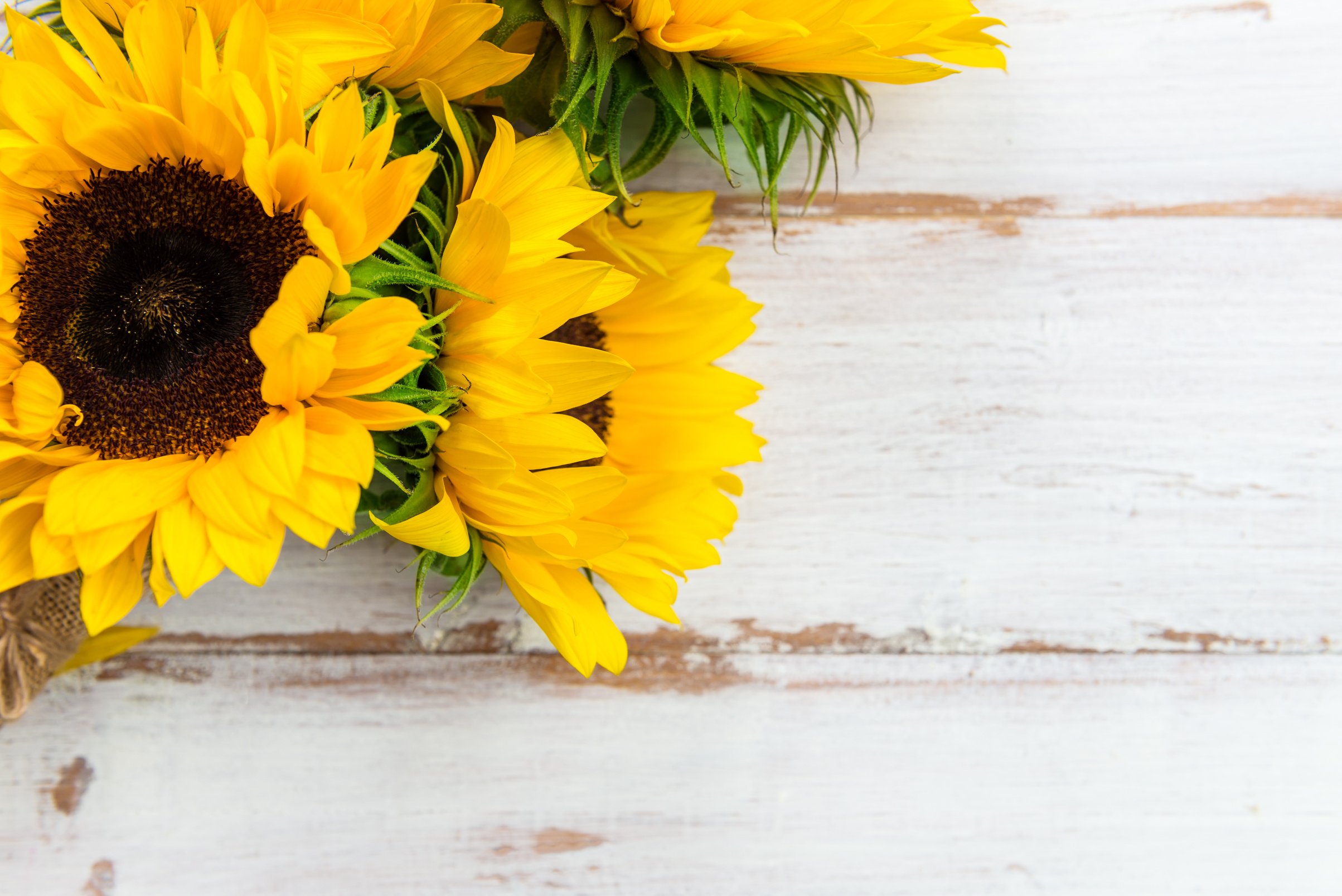Yellow Sunflower Bouquet on White Rustic Background